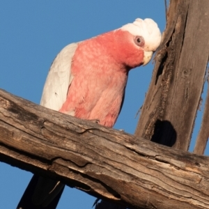 Eolophus roseicapilla at Coonabarabran, NSW - 8 Aug 2022