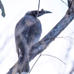 Philemon corniculatus (Noisy Friarbird) at Coonabarabran, NSW - 9 Aug 2022 by Petesteamer
