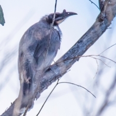 Philemon corniculatus at Coonabarabran, NSW - 9 Aug 2022