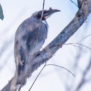 Philemon corniculatus at Coonabarabran, NSW - 9 Aug 2022 12:52 PM