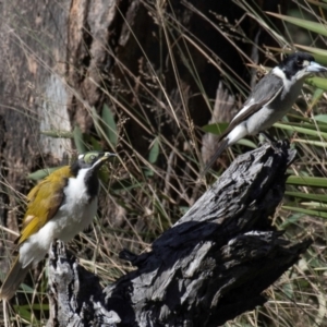 Cracticus torquatus (Grey Butcherbird) at Coonabarabran, NSW by Petesteamer