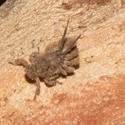 Fulgoroidea sp. (superfamily) (Unidentified fulgoroid planthopper) at Higgins Woodland - 4 May 2024 by AlisonMilton