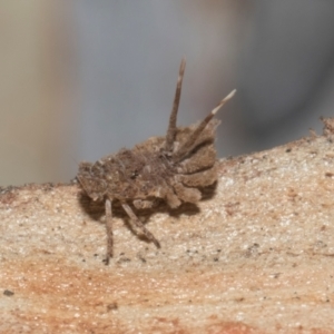 Fulgoroidea sp. (superfamily) at Higgins Woodland - 4 May 2024