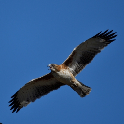 Hieraaetus morphnoides (Little Eagle) by davidcunninghamwildlife