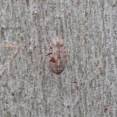 Fulgoroidea sp. (superfamily) (Unidentified fulgoroid planthopper) at Higgins Woodland - 4 May 2024 by AlisonMilton