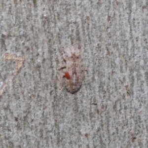 Fulgoroidea sp. (superfamily) (Unidentified fulgoroid planthopper) at Higgins, ACT by AlisonMilton