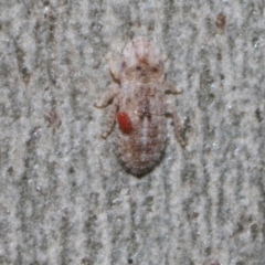 Acari (informal subclass) (Unidentified mite) at Higgins, ACT - 4 May 2024 by AlisonMilton