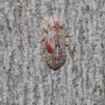 Acari (informal subclass) (Unidentified mite) at Higgins, ACT - 4 May 2024 by AlisonMilton