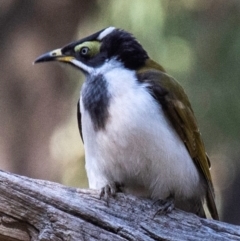 Entomyzon cyanotis (Blue-faced Honeyeater) at Coonabarabran, NSW - 9 Aug 2022 by Petesteamer