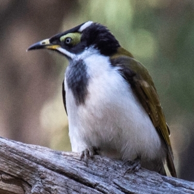 Entomyzon cyanotis (Blue-faced Honeyeater) at Coonabarabran, NSW - 9 Aug 2022 by Petesteamer