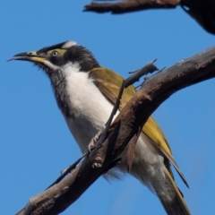 Entomyzon cyanotis at Coonabarabran, NSW - 9 Aug 2022