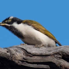 Entomyzon cyanotis at Coonabarabran, NSW - 9 Aug 2022 03:15 PM