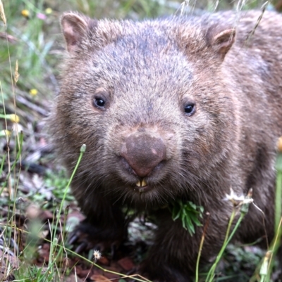 Vombatus ursinus (Common wombat, Bare-nosed Wombat) at QPRC LGA - 6 Jan 2023 by davidcunninghamwildlife