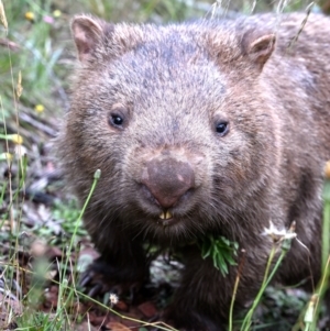 Vombatus ursinus (Common wombat, Bare-nosed Wombat) at Monga, NSW by davidcunninghamwildlife