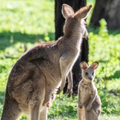 Macropus giganteus (Eastern Grey Kangaroo) at Warrumbungle, NSW - 10 Aug 2022 by Petesteamer