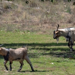 Capra hircus at Warrumbungle National Park - 10 Aug 2022