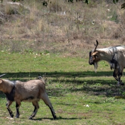 Capra hircus (Goat) at Warrumbungle, NSW - 10 Aug 2022 by Petesteamer