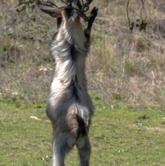 Capra hircus at Warrumbungle National Park - 10 Aug 2022 12:50 PM