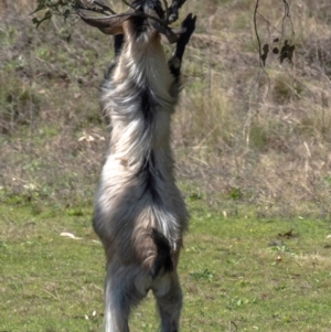 Capra hircus at Warrumbungle National Park - 10 Aug 2022