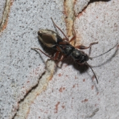 Daerlac cephalotes (Ant Mimicking Seedbug) at Higgins Woodland - 4 May 2024 by AlisonMilton