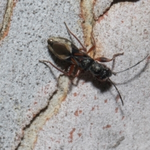 Daerlac cephalotes (Ant Mimicking Seedbug) at Higgins Woodland by AlisonMilton