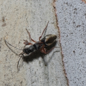 Daerlac cephalotes at Higgins Woodland - 4 May 2024