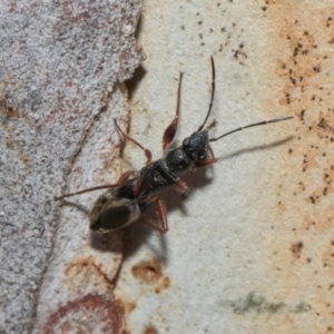 Daerlac cephalotes at Higgins Woodland - 4 May 2024