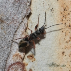 Daerlac cephalotes at Higgins Woodland - 4 May 2024