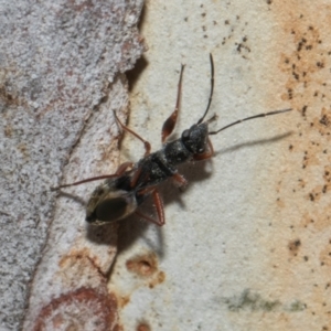 Daerlac cephalotes at Higgins Woodland - 4 May 2024