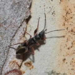Daerlac cephalotes at Higgins Woodland - 4 May 2024 11:55 AM