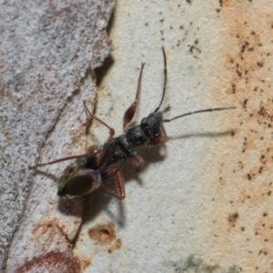 Daerlac cephalotes at Higgins Woodland - 4 May 2024 11:55 AM