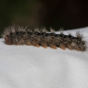 Arctiinae (subfamily) (A Tiger Moth or Woolly Bear) at Higgins, ACT by AlisonMilton