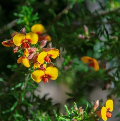 Dillwynia phylicoides (A Parrot-pea) at Warrumbungle, NSW - 10 Aug 2022 by Petesteamer