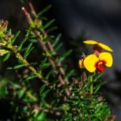 Dillwynia phylicoides at Warrumbungle National Park - 10 Aug 2022