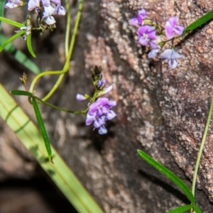 Glycine clandestina at Warrumbungle National Park - 10 Aug 2022 12:01 PM