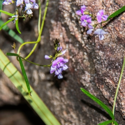 Glycine clandestina (Twining Glycine) at Warrumbungle National Park - 10 Aug 2022 by Petesteamer