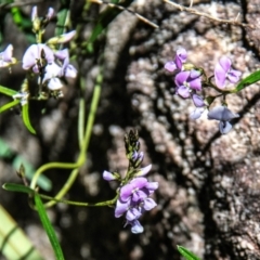 Glycine clandestina at Warrumbungle National Park - 10 Aug 2022 12:01 PM