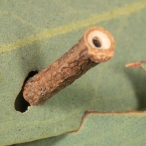 Hemibela (genus) (A Concealer moth) at Scullin, ACT by AlisonMilton