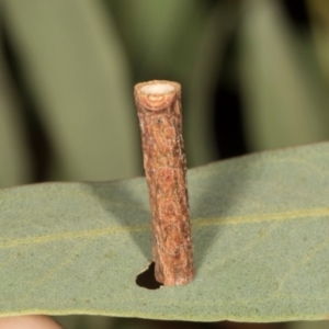 Hemibela (genus) at Scullin, ACT - 29 Apr 2024