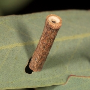 Hemibela (genus) at Scullin, ACT - 29 Apr 2024