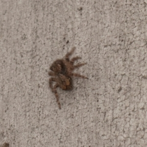 Servaea incana (Jumping spider) at Scullin, ACT by AlisonMilton
