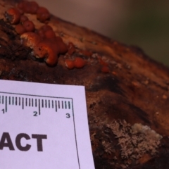 Hypoxylon howeianum at Mount Majura - 14 Apr 2024 by CanberraFungiGroup