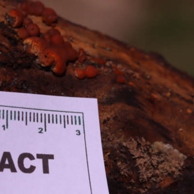 Hypoxylon howeianum at Hackett, ACT - 14 Apr 2024 by CanberraFungiGroup