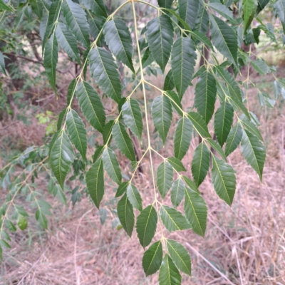 Melia azedarach (White Cedar) at McKellar, ACT - 4 May 2024 by abread111