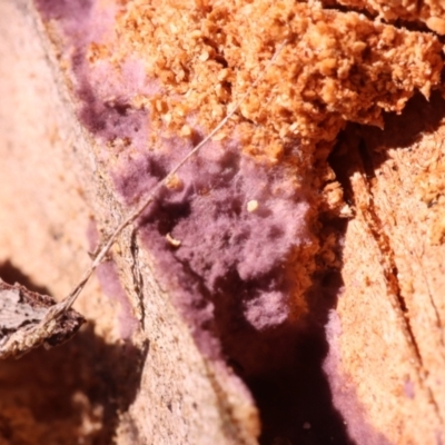 Phlebiopsis crassa (A corticioid or paint fungi) at Hackett, ACT - 14 Apr 2024 by CanberraFungiGroup