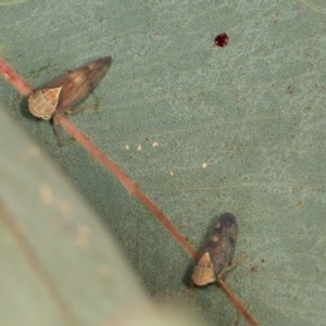 Brunotartessus fulvus at Scullin, ACT - 29 Apr 2024