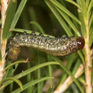 Pterygophorus cinctus at Scullin, ACT - 29 Apr 2024