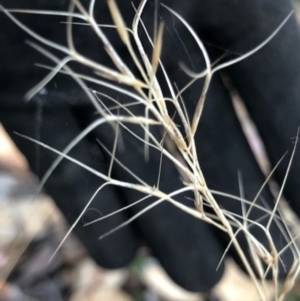 Aristida ramosa at Oakey Hill - 4 May 2024