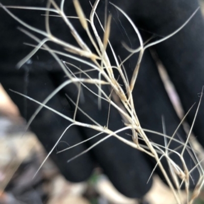 Aristida ramosa (Purple Wire Grass) at Lyons, ACT - 4 May 2024 by GregC