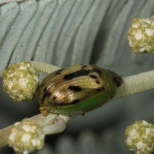 Peltoschema hamadryas (Hamadryas leaf beetle) at Scullin, ACT by AlisonMilton